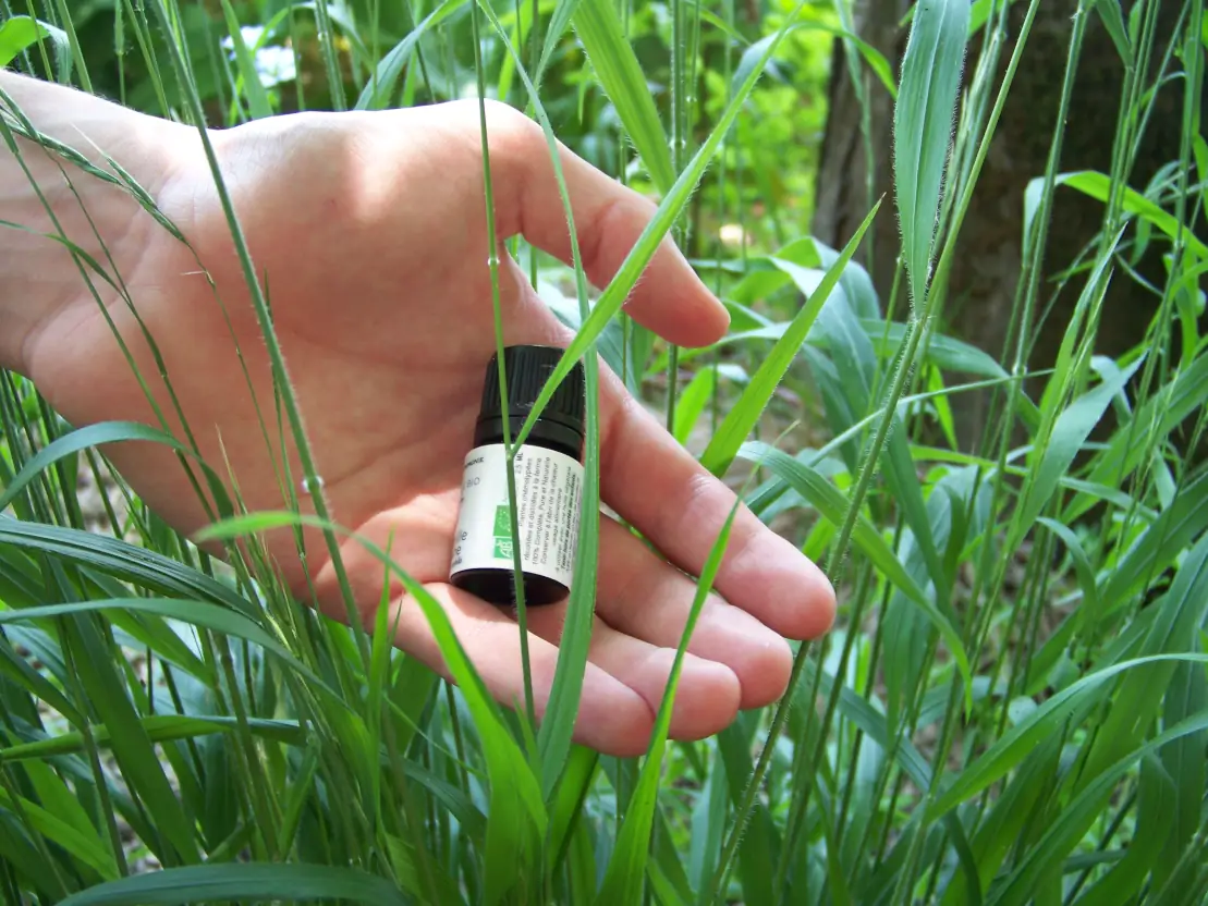 flacon huile essentielle camomille noble au coeur d'une main ouverte aromatherapie du lien